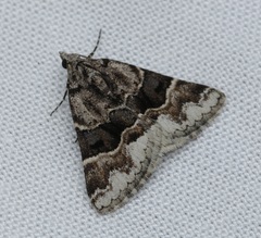 Dichromodes aristadelpha