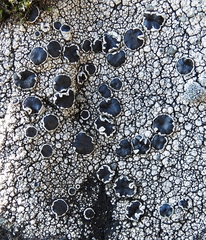 Tephromelataceae