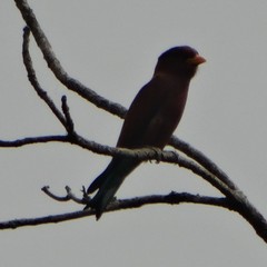 Eurystomus glaucurus