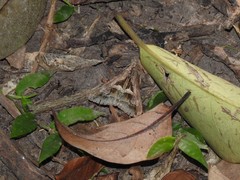 Melipotis bisinuata