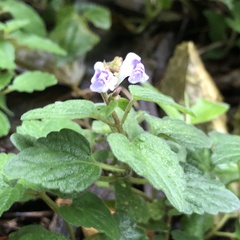 Scutellaria rubropunctata