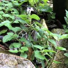 Scutellaria rubropunctata