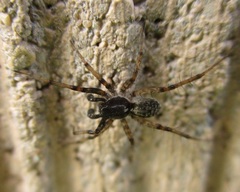 Pardosa moesta