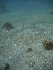 Squatina albipunctata