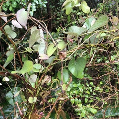 Aristolochia liukiuensis