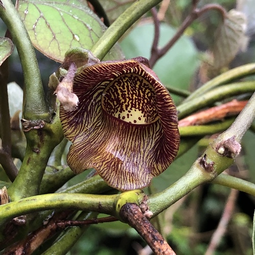 Aristolochia liukiuensis iNat (2)