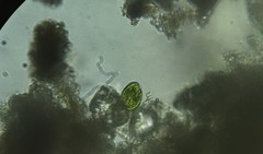 Chlamydomonas