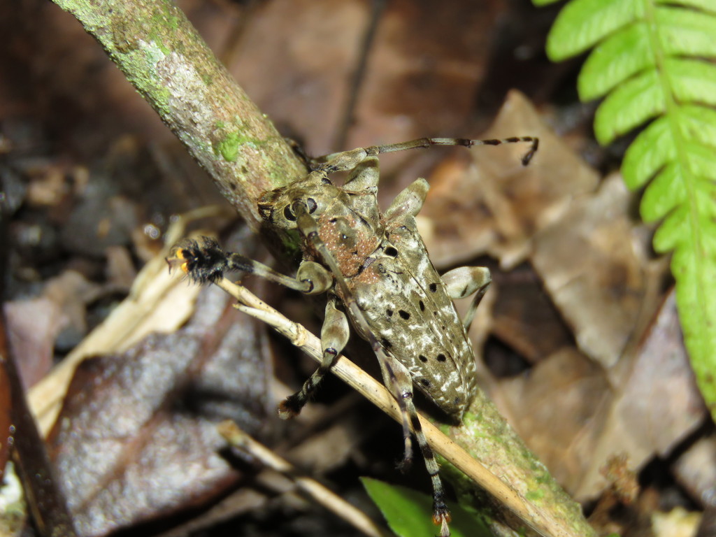 Acanthoderini