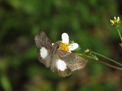 Theagenes albiplaga