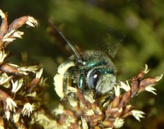 Xylocopa bombylans