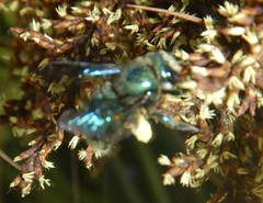 Xylocopa bombylans