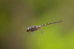 Gomphaeschna antilope