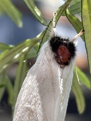 Trichiocercus mesomelas