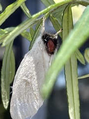 Trichiocercus mesomelas
