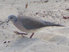 Streptopelia dusumieri