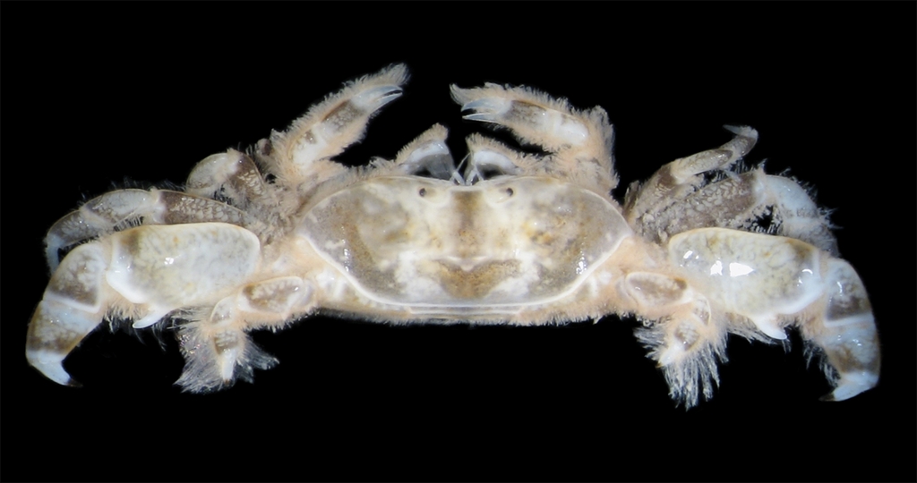 Pinnixa