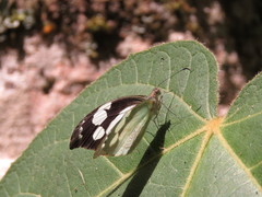 Lieinix nemesis nemesis