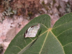 Lieinix nemesis nemesis