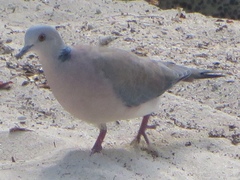 Streptopelia dusumieri