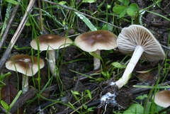 Meottomyces dissimulans