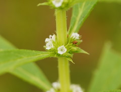 Lycopus australis