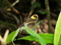 Pteronymia alida alida