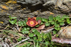 Philibertia lysimachioides