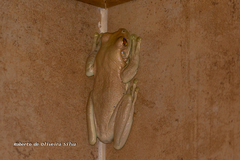 Trachycephalus mesophaeus