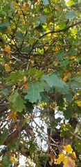 Quercus × morehus