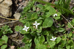 Richardia coldenioides