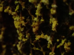 Oligonema verrucosum