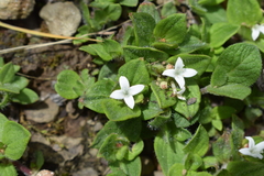 Richardia coldenioides