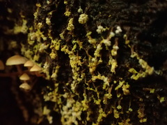 Oligonema verrucosum