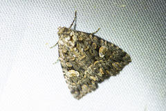 Condica macrosema