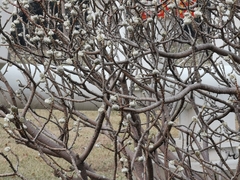 Edgeworthia chrysantha
