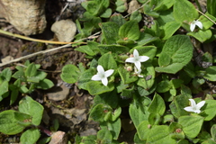 Richardia coldenioides