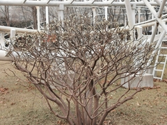 Edgeworthia chrysantha