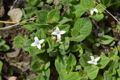 Richardia coldenioides