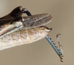 Melanoplus complanatipes