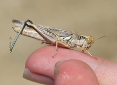 Melanoplus complanatipes