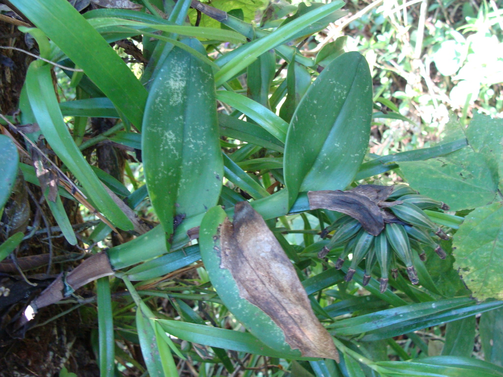 Epidendrum trianthum