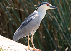 Nycticorax nycticorax