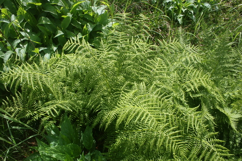 Athyrium alpestre iNat (2)