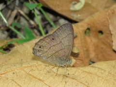 Yphthimoides renata
