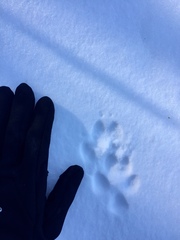 Canis latrans thamnos