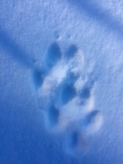 Canis latrans thamnos