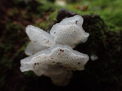 Pseudohydnum orbiculare