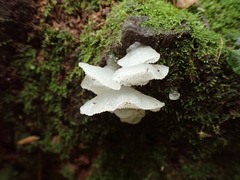 Pseudohydnum orbiculare