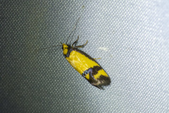 Olbonoma triptycha