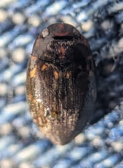 Leconectes striatellus